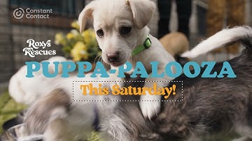 AI Content Generator - Roxy