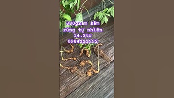 Lô sâm rừng tự nhiên #sâm_ngọc_linh_rừng #sâm_ngọc_linh_rừng #sâm_lai_châu_rừng #sâm_lai_châu_rừng