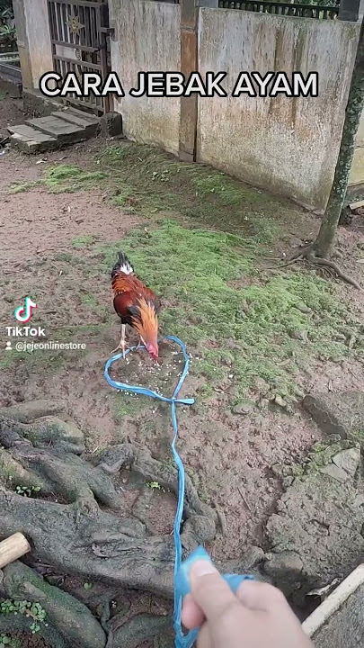 TIPS JEBAK AYAM JAGO  YANG SUSAH DITANGKAP