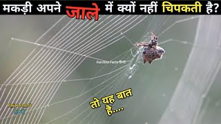 मकड़ी अपने जाले में क्यों नहीं चिपकती हैं?Top Enigmatic Facts In The World. Random Facts Hindi