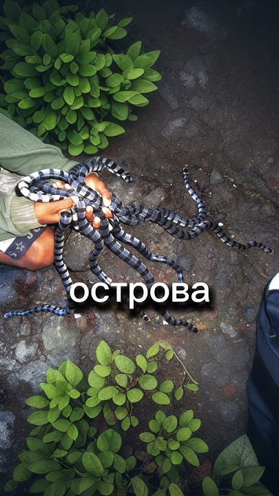Самый опасный остров в мире #факты #история #наука #shorts - YouTube