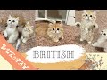 Sweet british kittens playing with their mom  lux paw cattery