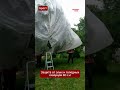 Беларусские дачники снова удивили мир! Такой защиты от скворцов вы ещё не видели #беларусь #viral