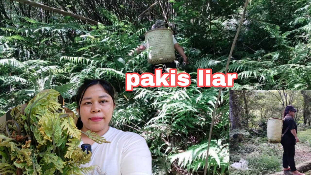 MISI PANEN PAKIS LIAR GAGAL LANJUT PANEN TIKUA YEK