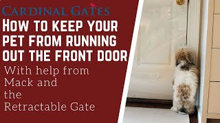 How to Keep Your Pet From Running Out The Front Door (With Help from Mack  and The Retractable Gate) - YouTube