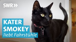 Schlaue Katze: Smokey fährt alleine Aufzug