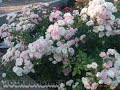 весенняя обрезка почвопокровных роз (Зе Фейри)