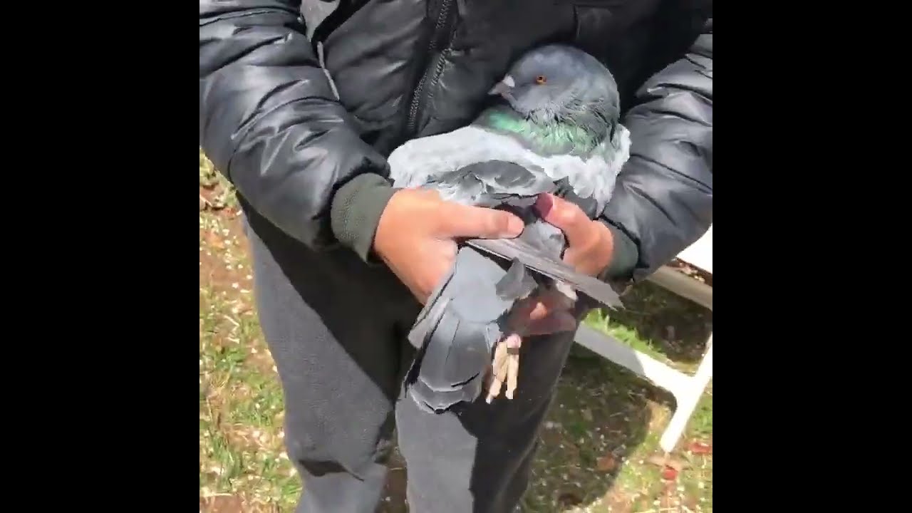 World Big Pigeon Giant Runt Viewers Please Subscribe My Channel For More Videos