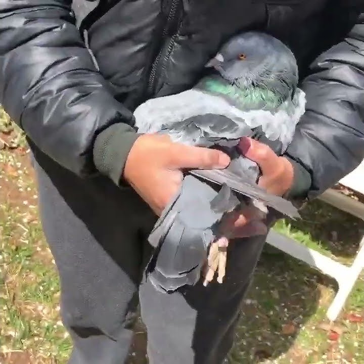 World Big Pigeon | Giant Runt Pigeon | viewers please subscribe my channel for more videos