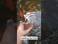 Feeding Koi Fish #koi #feeding #koifish