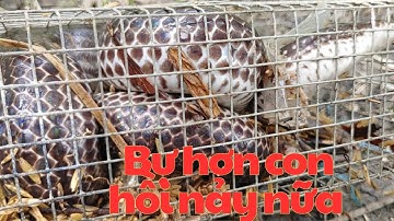 Kỳ Lạ Thăm Luồng Bẫy Chạy Toàn Rắn Nhất Nhì Chỉ Có Một Con Ba