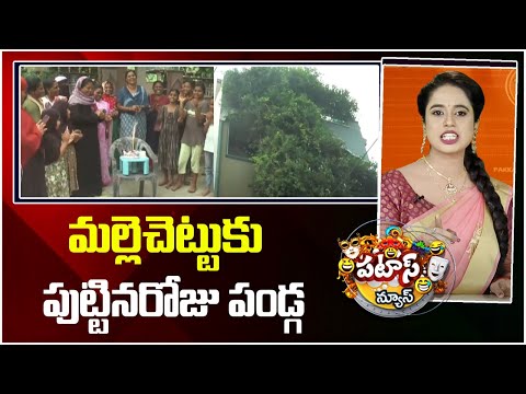 Birthday of the jasmine tree | మల్లెచెట్టుకు పుట్టినరోజు పండ్గ | Patas News | 10TV - 10TVNEWSTELUGU
