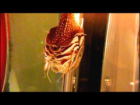 Chambered nautilus.Swimming.泳ぐオウムガイ。