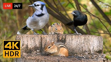 🔴 24/7 LIVE: Cat TV for Cats to Watch 😺 Cute Birds, Chipmunks and Squirrels 4K 🐦 Cat Games HDR