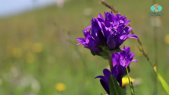 Погода в Грузии в ближайшие дни  Առաջիկա օրերի եղանակը Վրաստանում