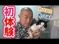 去勢手術の為 汚れた野良猫洗ってみた I tried to wash stray cat that was dirty because of castration surgery surgery