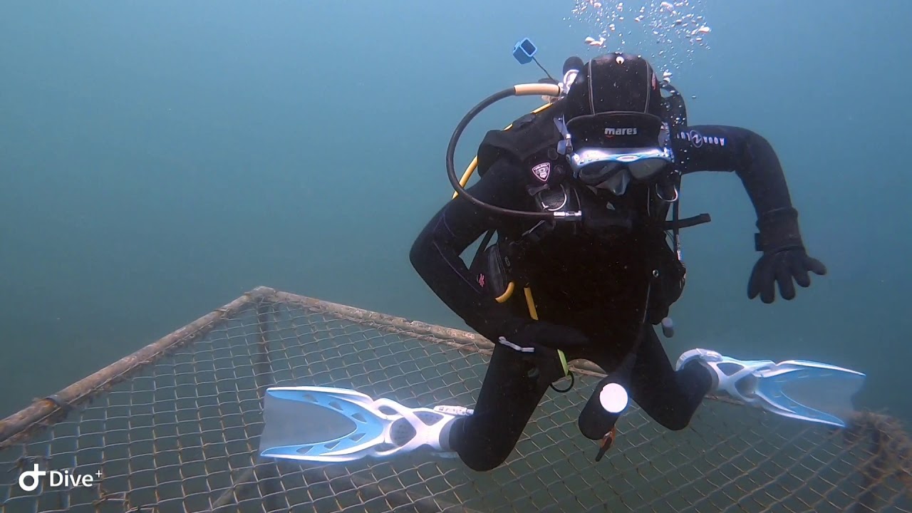 Kaylee Scuba Dance YouTube