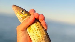 “KING GEORGE WHITING TACTICS THAT ACTUALLY WORK! (PPB Secrets Revealed)”