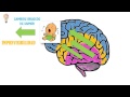 NEURODIDÁCTICA: El Cerebro del Adolescente