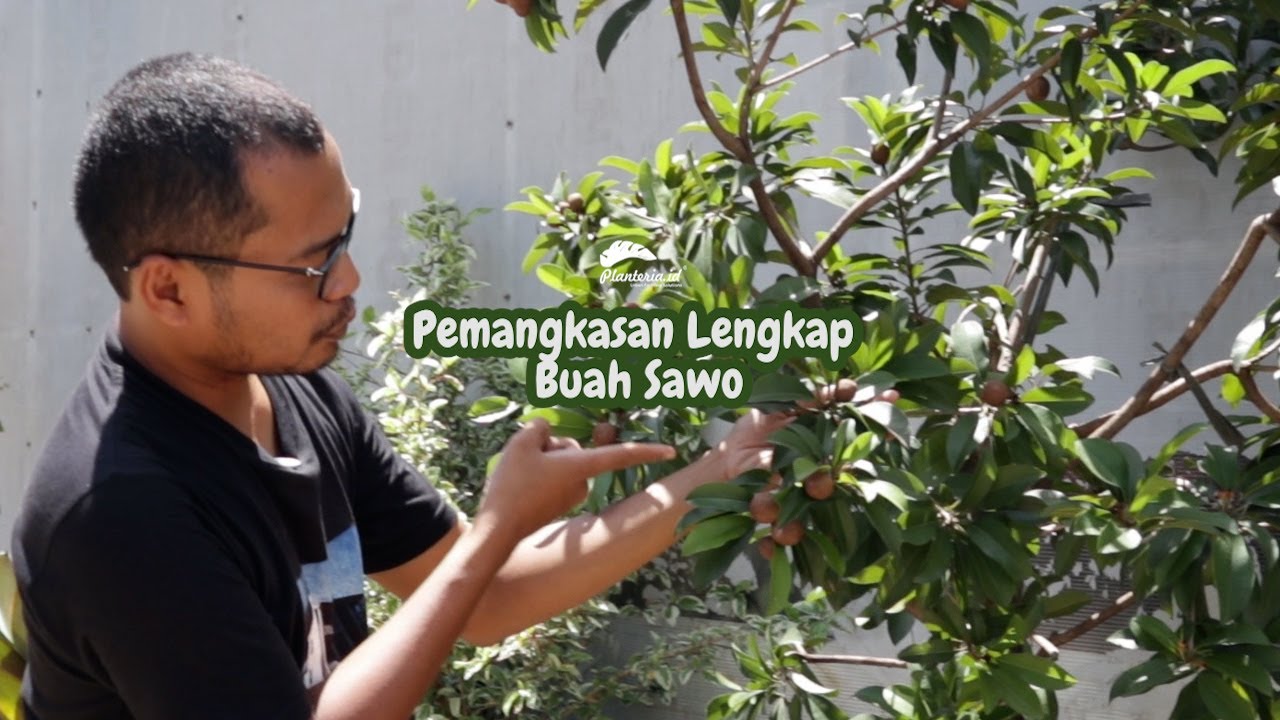 INI RAHASIANYA BUAT SAWO BERBUAH LEBAT