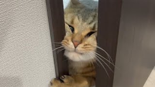 猫と暮らす事をオススメしない理由教えます… by 【子ライオン】みにら日記‐MINIRA‐Diary‐ 35,903 views 1 month ago 4 minutes, 6 seconds