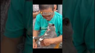 Just Want to Be with Daddy #shorts #cat #cats #animals #pets #funny #kitten #catlovers #cute