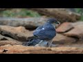 Gavilán 🦅(Accipiter nisus) #filmmaking #video #fauna