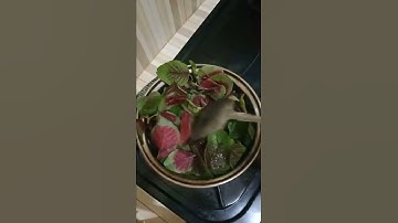 Thumbnail of MASAK APA HARI INI? MASAK BAYAM MERAH