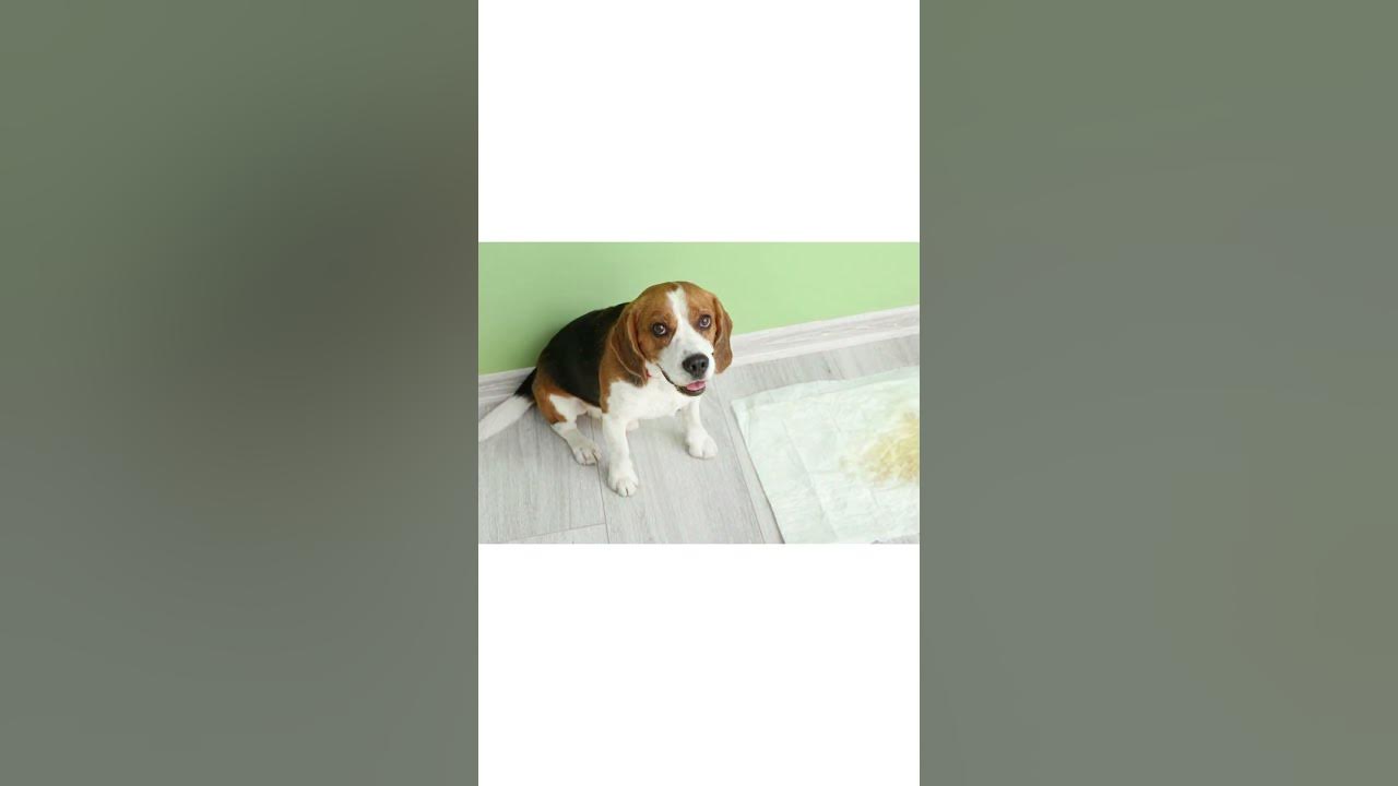 free-dog-training-masterclass-dogtraining-dog-dogs-pet-youtube