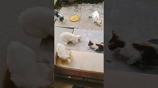 അച്ഛൻ ആരാണെന്നു പറയാമോ cat cats catlover catshorts persioncatcatvideos petloverviralshorts