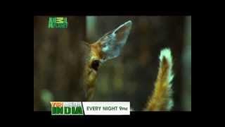 Yeh Mera India anthem 2013 Animal Planet