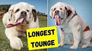 Crazy World Records Held by Dogs 😮 by BrightDog Dog Training 430 views 4 months ago 8 minutes, 18 seconds