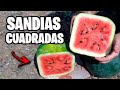 Como Hacer Sandias Cuadradas | La Huerta de Ivan