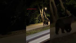 Αρκουδάκια στους δρόμους της Καστοριάς