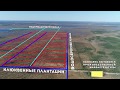 Видео с квадрокоптера Архангельской клюквенной плантации с разметкой