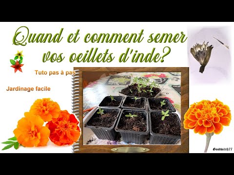 Oeillets d'Inde : les faire pousser soi même ? Semis ultra facile de  cette fleur anti pucerons