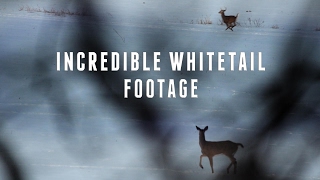 Incredible Footage - Buck Shedding Both Antlers At Once!