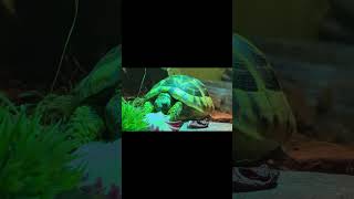 #schildkröte #landschildkröte #tortoise #petsoftiktok #reptilien #haustier #tortoiselife #gemütlich