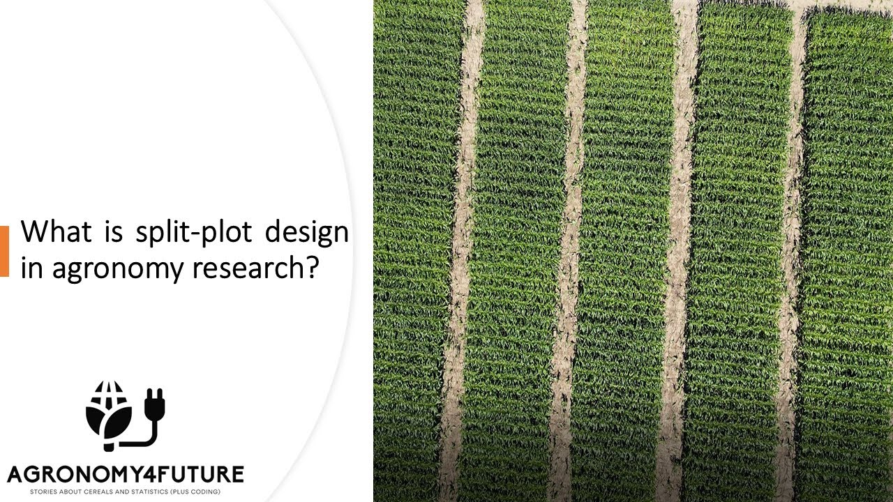 What is split-plot design in agronomy research?
