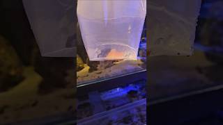 Labirynt rybny 3 #rafakoralowa #akwarystykamorska #korallen #aquaristik #reeftank
