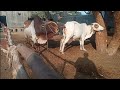 cow meeting village