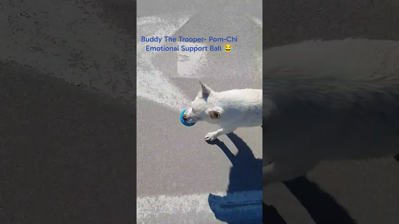 That Ball is His Personality 