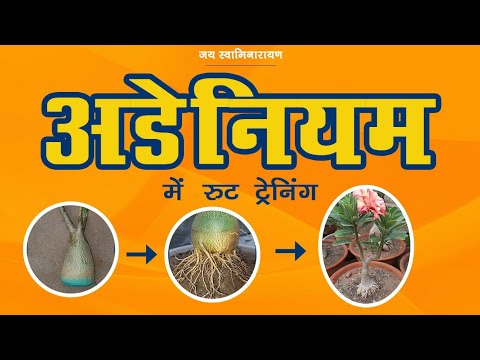 Adeniums Desert Rose Root Training Part 1 | Grow Adeniums Radial Roots ...