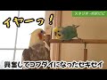 興奮してコブダイになったセキセイ　#セキセイインコ　#オカメインコ　#コザクラインコ