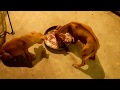 How to beef up aggressive pitbull puppies during feed time