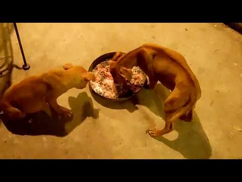 HOW TO BEEF UP AGGRESSIVE PITBULL PUPPIES DURING FEED TIME