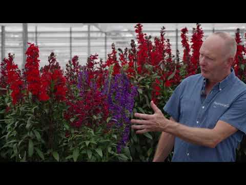 Video: Lobelian talvikestävyys: Opi talvehtimaan Lobelia-kasveja