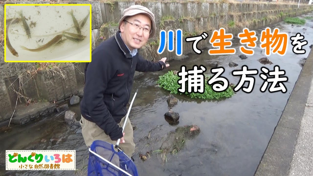川で生き物を捕る方法【ガサガサ】魚やエビ、カニなど浅瀬でたくさん捕まえます - YouTube