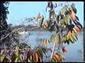 the Icuxi in the Arapiuns river at the Amazon