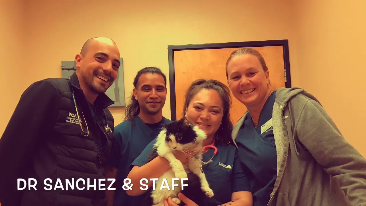 Charming the cat after surgery! 